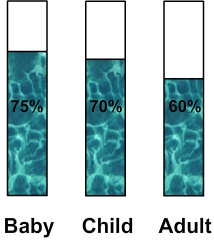 Percentage of water in a human body
